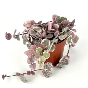 Variegated String of Hearts Ceropegia Woodii Variegata Rare Succulents Houseplant 2