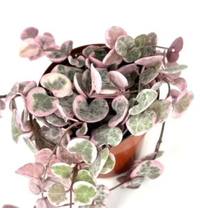 Variegated String of Hearts Ceropegia Woodii Variegata Rare Succulents Houseplant 2" Pot