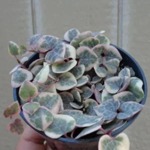 Variegated String of Hearts Ceropegia Woodii Variegata Rare Succulents Houseplant 2
