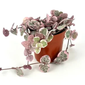 Variegated String of Hearts Ceropegia Woodii Variegata Rare Succulents Houseplant 2