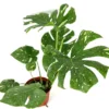 Variegated Thai Constellation Monstera Houseplant - 18-24" Tall Plant - 4 Inch Pot