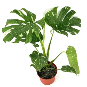 Variegated Thai Constellation Monstera Houseplant - 18-24" Tall Plant - 4 Inch Pot