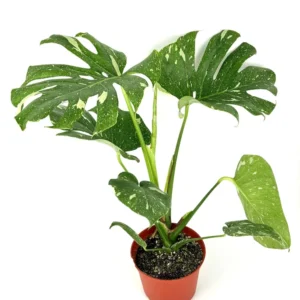 Variegated Thai Constellation Monstera Houseplant - 18-24