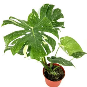 Variegated Thai Constellation Monstera Houseplant - 18-24