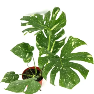 Variegated Thai Constellation Monstera Houseplant - 18-24