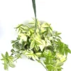 Variegated Tradescantia Fluminensis Houseplant - Indoor Plant with Colorful Foliage