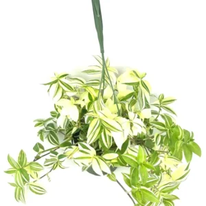 Variegated Tradescantia Fluminensis Houseplant - Indoor Plant with Colorful Foliage