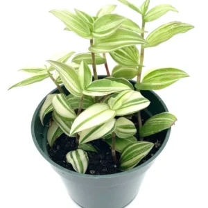 Variegated Tradescantia Fluminensis Houseplant - Indoor Plant with Colorful Foliage