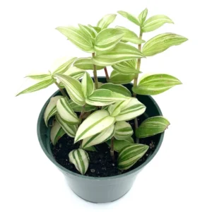 Variegated Tradescantia Fluminensis Houseplant - Indoor Plant with Colorful Foliage
