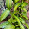 Variegated Vanilla Bean Orchid Plant - 4 inch Pot - Planifolia - Exotic Spice