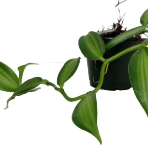 Variegated Vanilla Bean Orchid Plant - 4 inch Pot - Planifolia - Exotic Spice