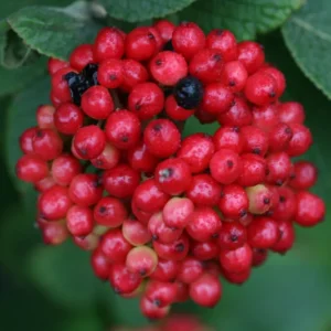 Viburnum Shrub 4