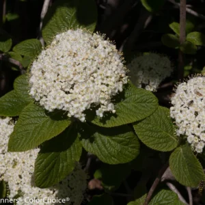 Viburnum Shrub 4