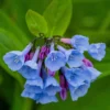 Virginia Bluebells - 3 Bare Roots - Mertensia - Top Size Roots for Spring Blooms