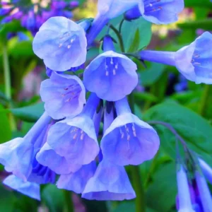 Virginia Bluebells - 3 Bare Roots - Mertensia - Top Size Roots for Spring Blooms