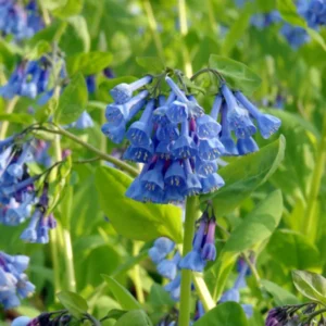 Virginia Bluebells - 3 Bare Roots - Mertensia - Top Size Roots for Spring Blooms