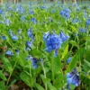 Virginia Bluebells Bare Roots - Mertensia Top Size - 2 Count Wildflower