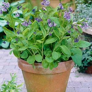 Virginia Bluebells Bare Roots - Mertensia Top Size - 2 Count Wildflower