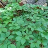 Virginia Creeper Ivy Plant - 20 Bare Root Vines - Ground Cover Perennial