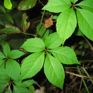Virginia Creeper Ivy Plant - 20 Bare Root Vines - Ground Cover Perennial