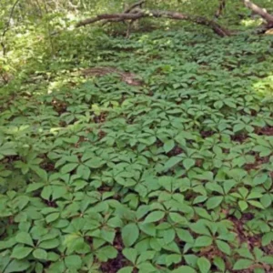 Virginia Creeper Ivy Plant - 20 Bare Root Vines - Ground Cover Perennial