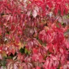 Virginia Creeper Ivy Plant - 5 Bare Root Ground Cover Perennial Vine