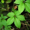 Virginia Creeper Ivy Plant - 5 Bare Root Ground Cover Perennial Vine