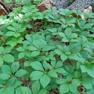 Virginia Creeper Ivy Plant - 5 Bare Root Ground Cover Perennial Vine
