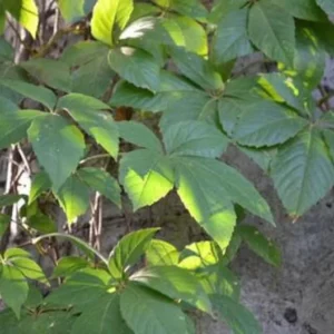 Virginia Creeper Ivy Plant - 5 Bare Root Ground Cover Perennial Vine