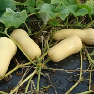 Waltham Butternut Squash Plant 4" Pot - Grow Indoors or Outdoors - Winter Squash