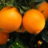 Washington Navel Orange Tree - 8 Inch Pot - Fruiting Size