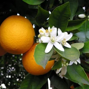 Washington Navel Orange Tree - 8 Inch Pot - Fruiting Size