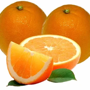 Washington Navel Orange Tree - 8 Inch Pot - Fruiting Size