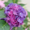 Wee Bit Grumpy - Bigleaf Hydrangea Plant - 4 inch Pot - Garden Ready