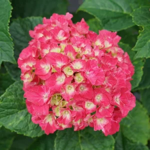 Wee Bit Grumpy - Bigleaf Hydrangea Plant - 4 inch Pot - Garden Ready