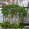 Weeping Fig Plant - Ficus benjamina - 2.5 Inch Pot - Houseplant/Bonsai