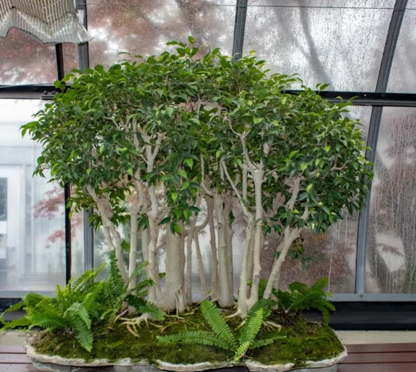 Weeping Fig Plant - Ficus benjamina - 2.5 Inch Pot - Houseplant/Bonsai
