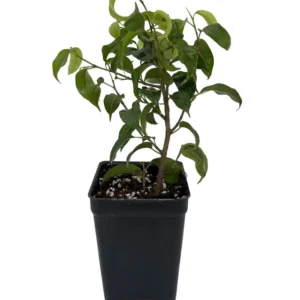 Weeping Fig Plant - Ficus benjamina - 2.5 Inch Pot - Houseplant/Bonsai