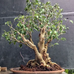 Weeping Fig Plant - Ficus benjamina - 2.5 Inch Pot - Houseplant/Bonsai