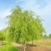 Weeping Willow Tree Green 12 to 24in Salix Babylonica Bare Root Screening Tree