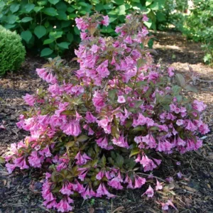 Weigela SONIC BLOOM WINE - 4