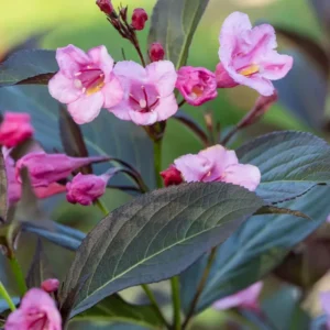 Weigela SONIC BLOOM WINE - 4" Pot - Hot Pink Everblooming