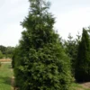 Western Arborvitae Thuja Plicata - 4 inch Pot - Fast Growing Privacy Screen