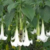 White Angel Trumpet Plant Datura Brugmansia Live Flower Potted Bonsai