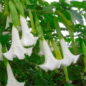 White Angel Trumpet Plant Datura Brugmansia Live Flower Potted Bonsai