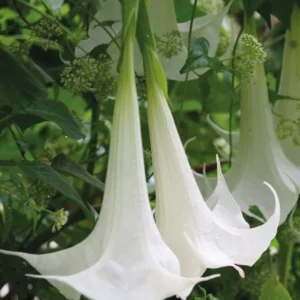 White Angel Trumpet Plant Datura Brugmansia Live Flower Potted Bonsai