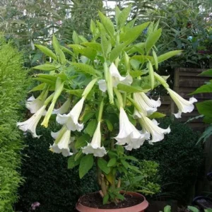 White Angel Trumpet Plant Datura Brugmansia Live Flower Potted Bonsai