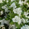 White Azalea Live Plant Blooming Age Shrub Bush Evergreen Spring Interest Flower