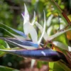 White Bird of Paradise Live Plant Tropical Houseplant 25 to 30" Tall