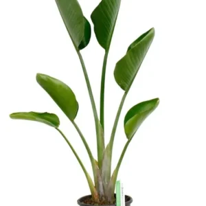 White Bird of Paradise Live Plant Tropical Houseplant 25 to 30